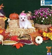 maltese puppy posted by little paws kennel